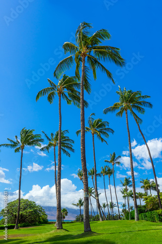 Group of tall palm tress on green lawn in Maui, Hawaii
