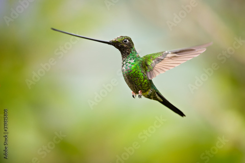Sword-billed hummingbird (Ensifera ensifera) is a neotropical species of hummingbird from the Andean regions of South America.