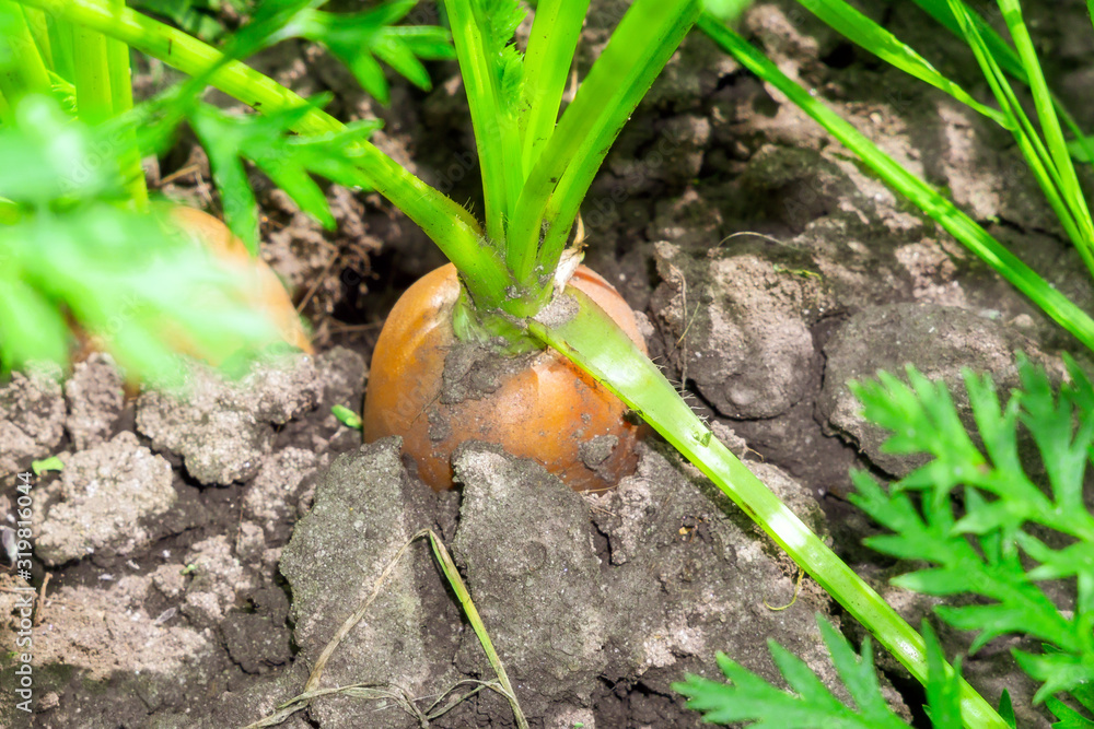 carrot in the ground close-up. growing organic vegetables, harvest season carrot in the ground close-up. growing organic vegetables, harvest season