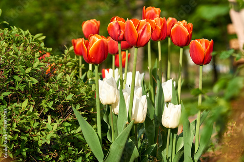 bright red tulips in spring day photo