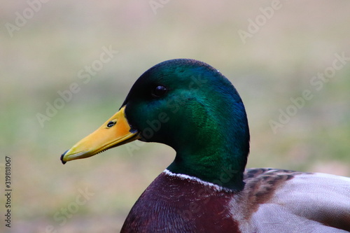 Mallard duck, side profile up close