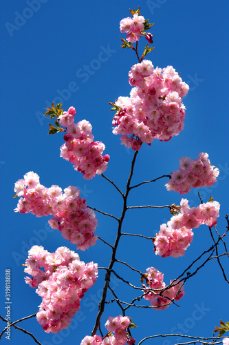 Japanska körsbärsträd i blommning i Kungsträdgården. photo