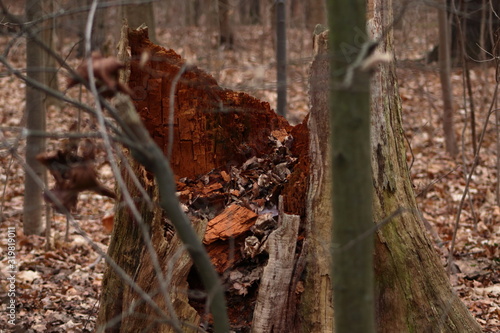 An old broken tree stump