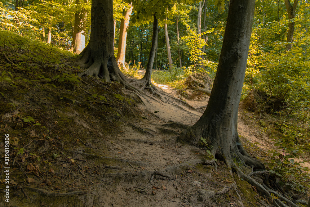 Fototapeta premium park outdoor scenic environment hill land and trees in morning peaceful time
