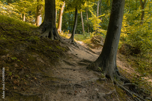 park outdoor scenic environment hill land and trees in morning peaceful time