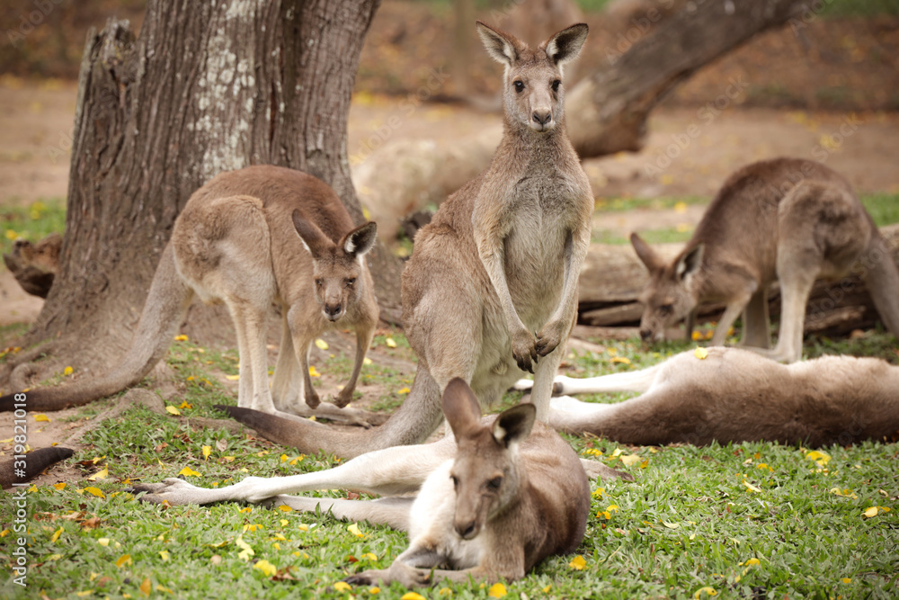 Levely and friendly Kangaroos in Australia