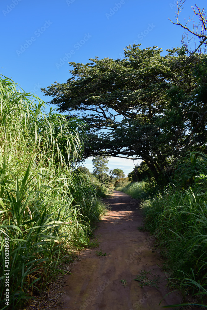 Estradada de terra na roça. Paisagem rural brasileira. Grama e árvore. Estradada de terra na roça. Paisagem rural brasileira. Grama e árvore.
