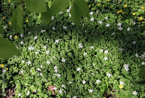 green leaves foliage texture background.