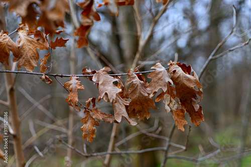 Dry brown oak leaves on a branch