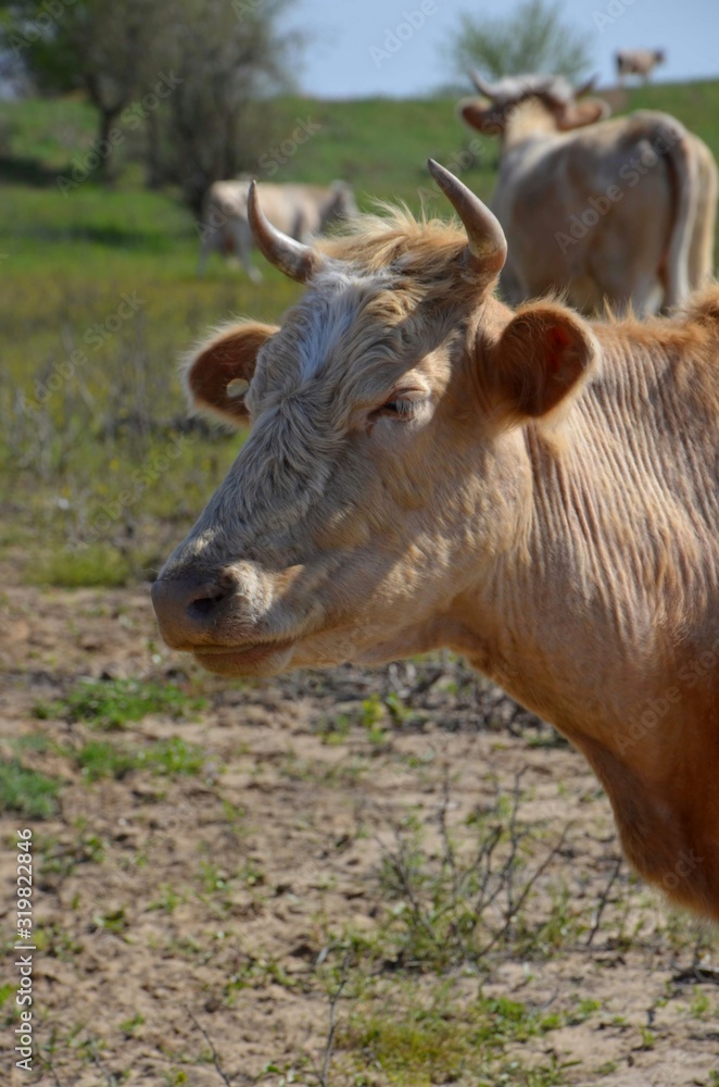 cow eating grass