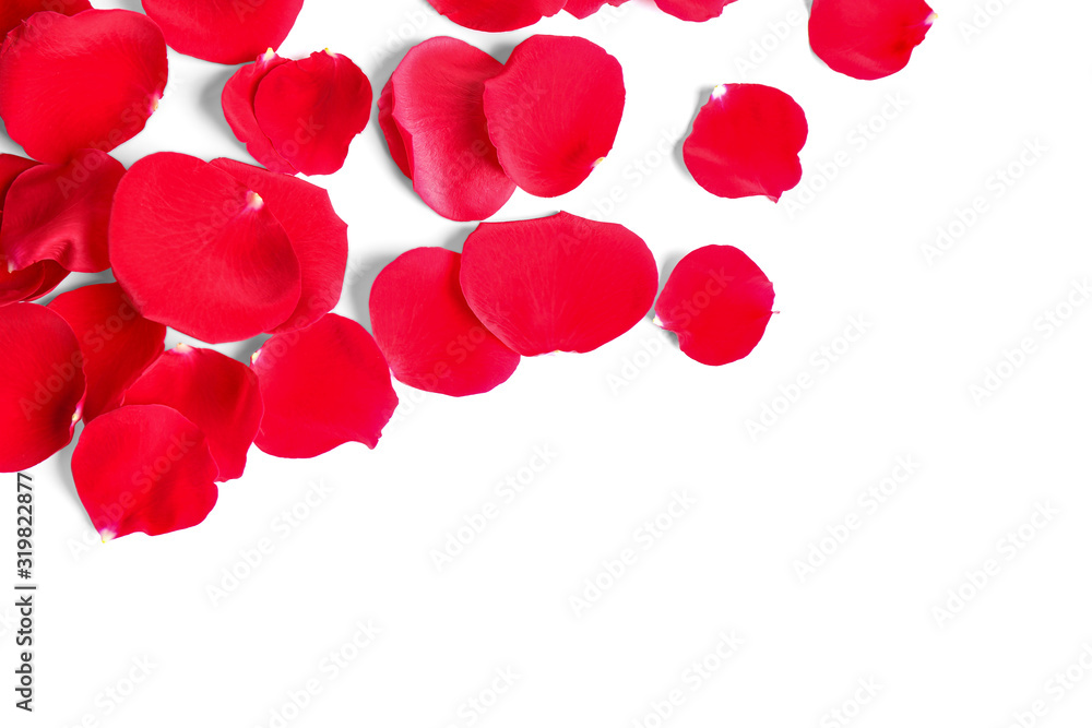Fresh red rose petals on white background, top view Fresh red rose petals on white background, top view