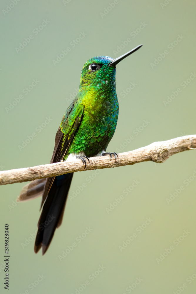 Sapphire-vented puffleg (Eriocnemis luciani) is a species of hummingbird in the family Trochilidae. It is found in Colombia, Ecuador, Peru, and Venezuela. Its natural habitat is subtropical Sapphire-vented puffleg (Eriocnemis luciani) is a species of hummingbird in the family Trochilidae. It is found in Colombia, Ecuador, Peru, and Venezuela. Its natural habitat is subtropical