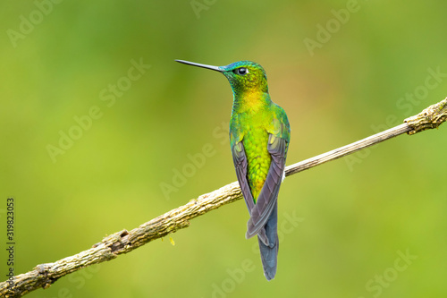 Sapphire-vented puffleg (Eriocnemis luciani) is a species of hummingbird in the family Trochilidae. It is found in Colombia, Ecuador, Peru, and Venezuela. Its natural habitat is subtropical  photo