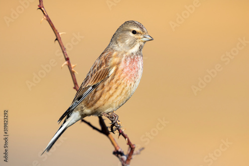 Konstfotografi Common Linnet male, Carduelis cannabina, perched on a branch against a uniform o