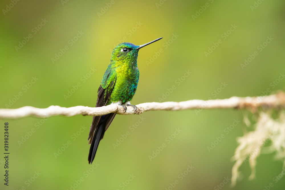 Sapphire-vented puffleg (Eriocnemis luciani) is a species of hummingbird in the family Trochilidae. It is found in Colombia, Ecuador, Peru, and Venezuela. Its natural habitat is subtropical Sapphire-vented puffleg (Eriocnemis luciani) is a species of hummingbird in the family Trochilidae. It is found in Colombia, Ecuador, Peru, and Venezuela. Its natural habitat is subtropical