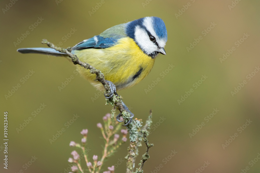 Blue tit, Cyanistes caeruleus, perched on a branch against a uniform green background Blue tit, Cyanistes caeruleus, perched on a branch against a uniform green background