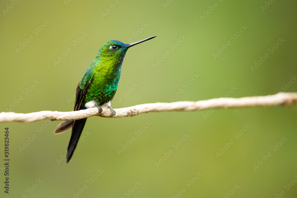 Sapphire-vented puffleg (Eriocnemis luciani) is a species of hummingbird in the family Trochilidae. It is found in Colombia, Ecuador, Peru, and Venezuela. Its natural habitat is subtropical 