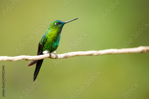 Sapphire-vented puffleg (Eriocnemis luciani) is a species of hummingbird in the family Trochilidae. It is found in Colombia, Ecuador, Peru, and Venezuela. Its natural habitat is subtropical  © Milan