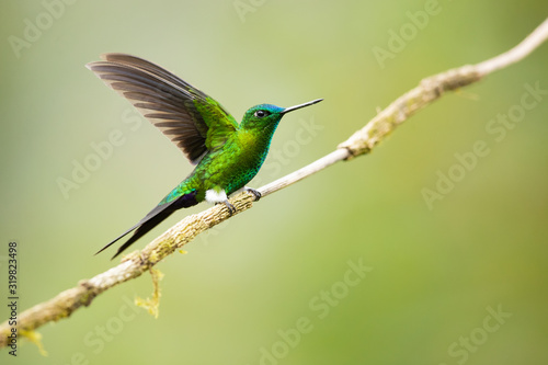 Sapphire-vented puffleg (Eriocnemis luciani) is a species of hummingbird in the family Trochilidae. It is found in Colombia, Ecuador, Peru, and Venezuela. Its natural habitat is subtropical  © Milan
