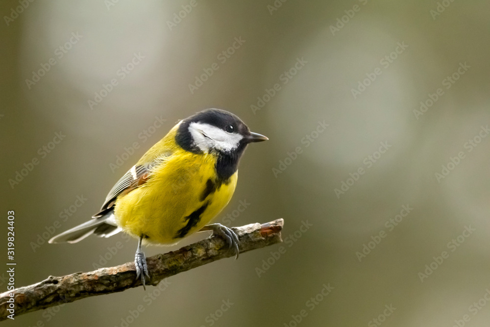 A tit on a branch is watching. A tit on a branch is watching.