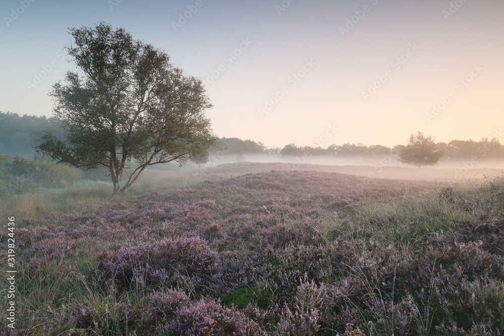 calm misty morning on heather meadow calm misty morning on heather meadow