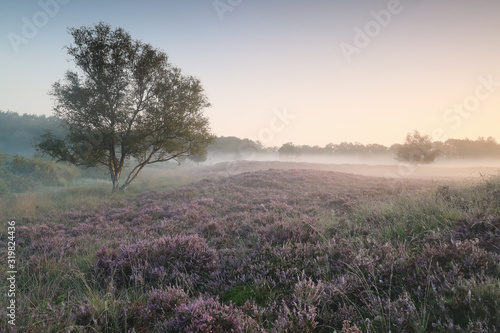 calm misty morning on heather meadow