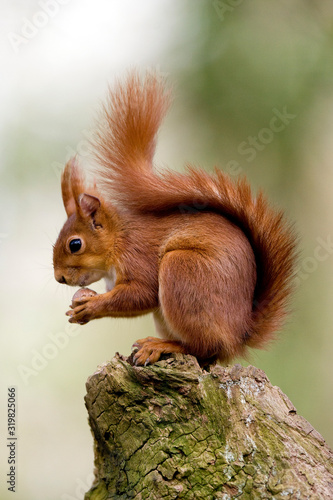 ECUREUIL ROUX sciurus vulgaris