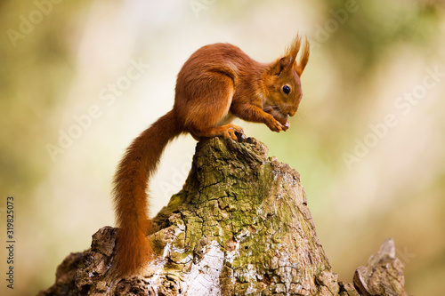 ECUREUIL ROUX sciurus vulgaris