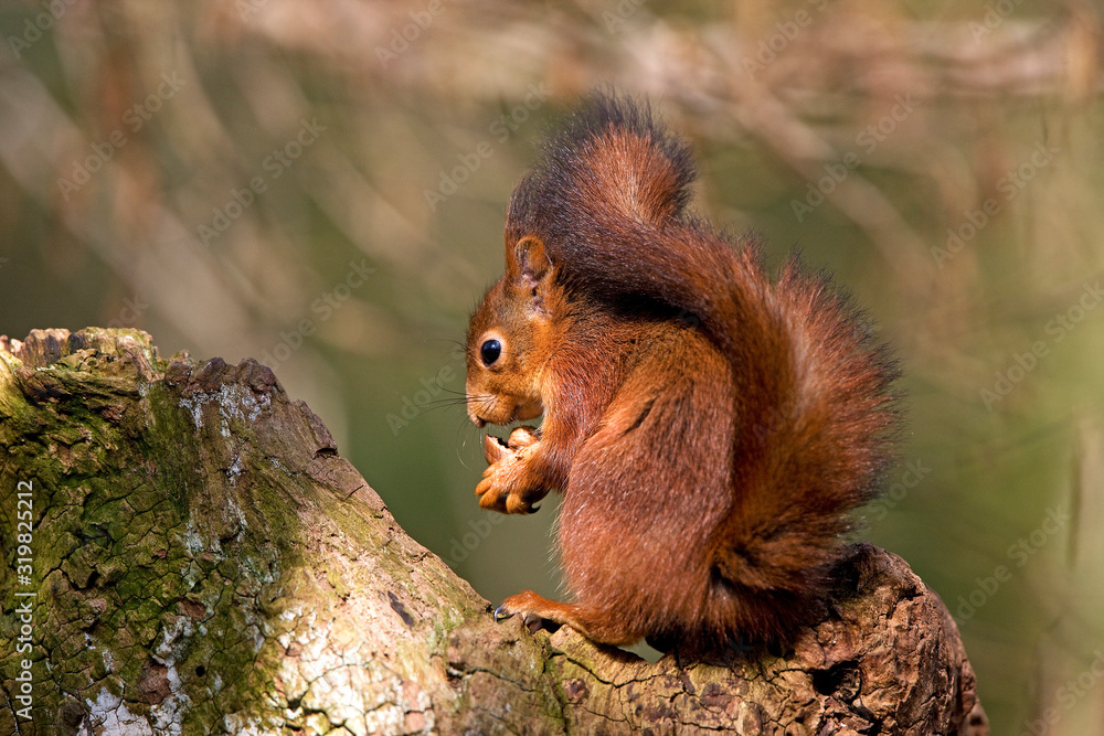 ECUREUIL ROUX sciurus vulgaris ECUREUIL ROUX sciurus vulgaris