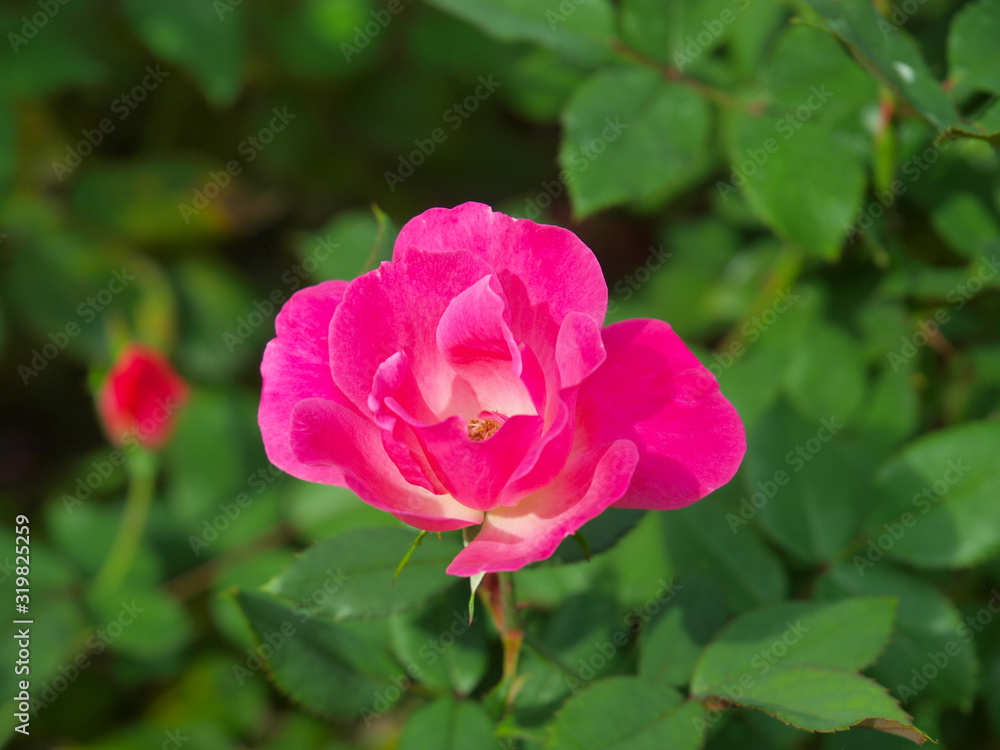 Pink roses in a park in New York City