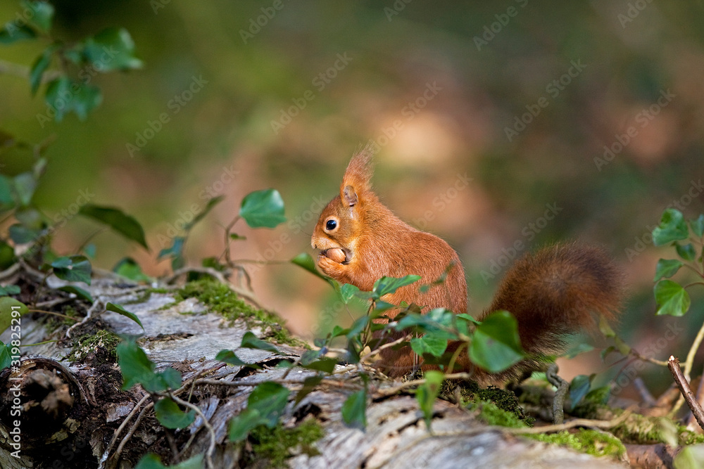 ECUREUIL ROUX sciurus vulgaris ECUREUIL ROUX sciurus vulgaris
