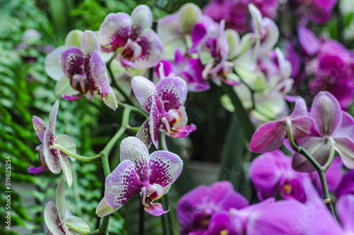  Hundreds of orchids bloom in the Moscow Botanical Garden, founded in the 17th century, which is called the Pharmaceutical Kaleyard in the old way. 