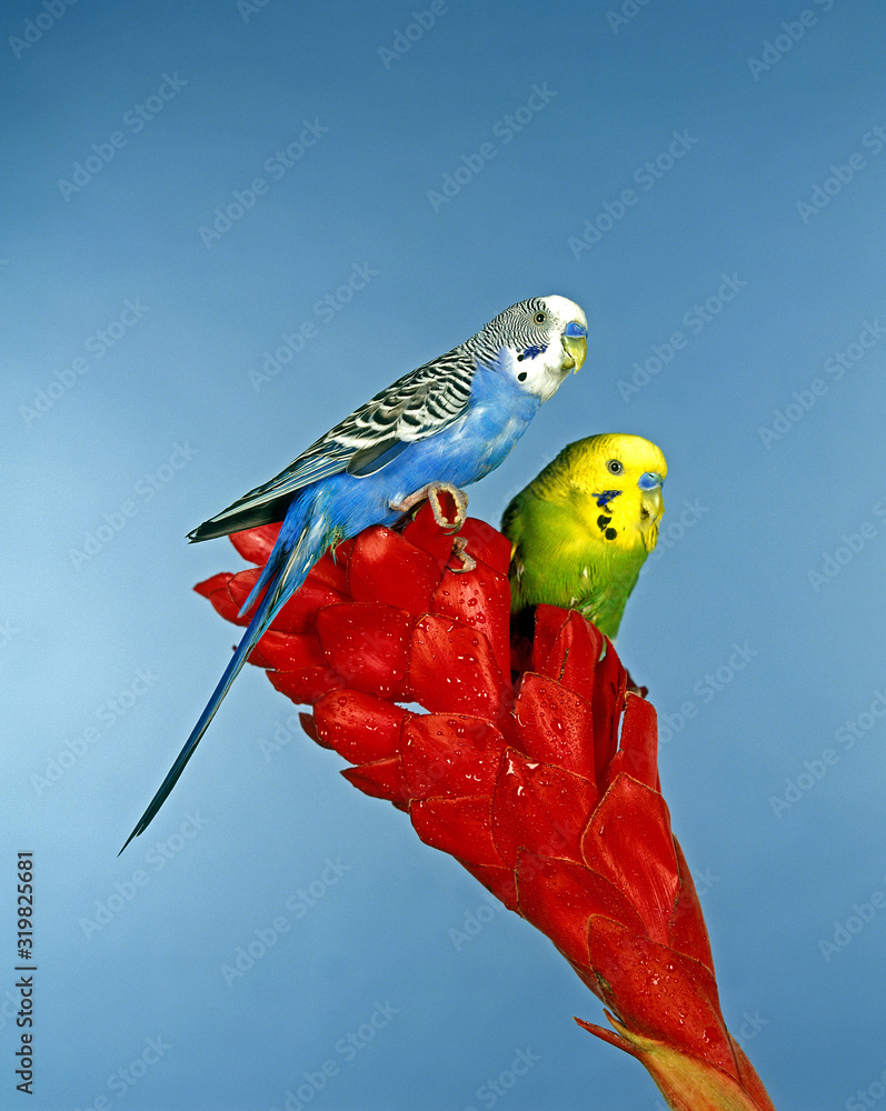 PERRUCHE ONDULEE melopsittacus undulatus Stock Photo | Adobe Stock