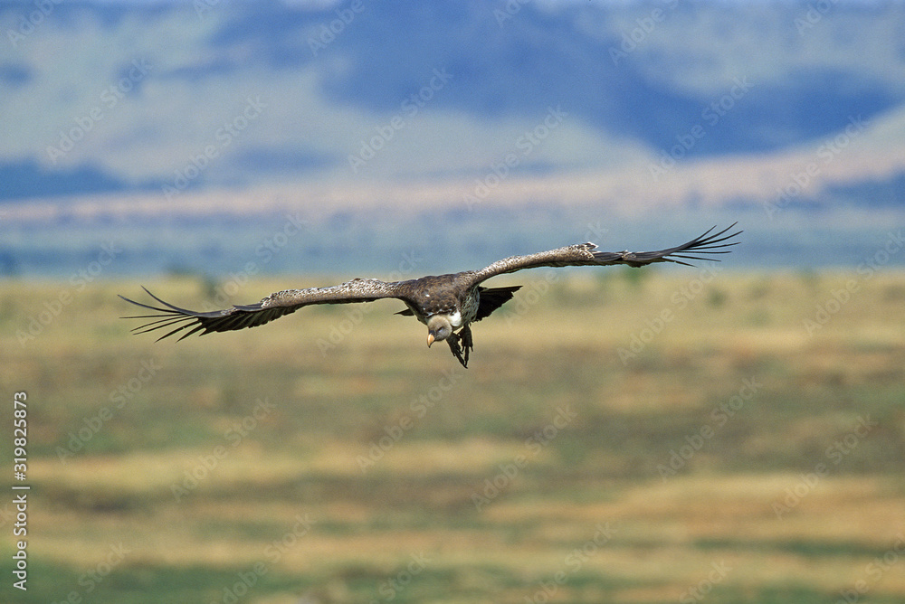 VAUTOUR DE RUPPELL gyps rueppelli VAUTOUR DE RUPPELL gyps rueppelli
