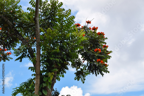 Árvore Spathodea campanulata bisnagueira photo