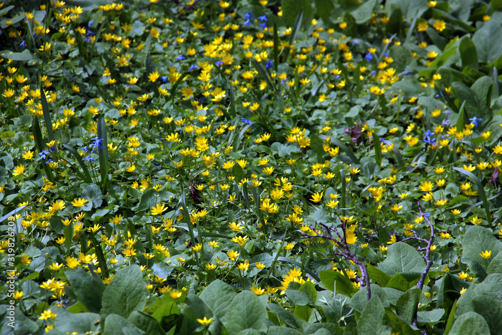 Obraz premium Små gula sommarblommor.
