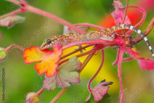 Closeup Beautiful gecko in the garden