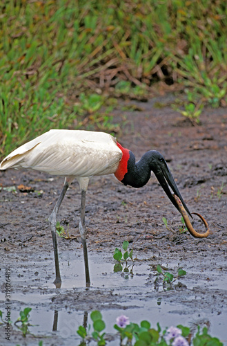 JABIRU D'AMERIQUE jabiru mycteria photo