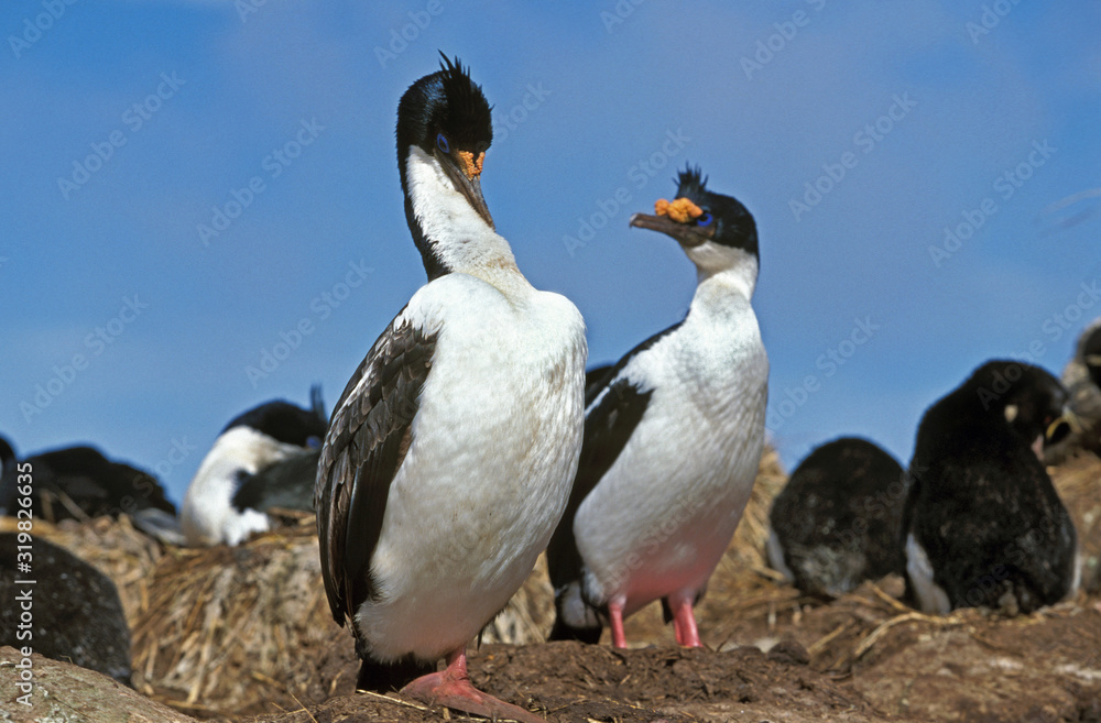 Fototapeta premium CORMORAN IMPERIAL phalacrocorax atriceps albiventer