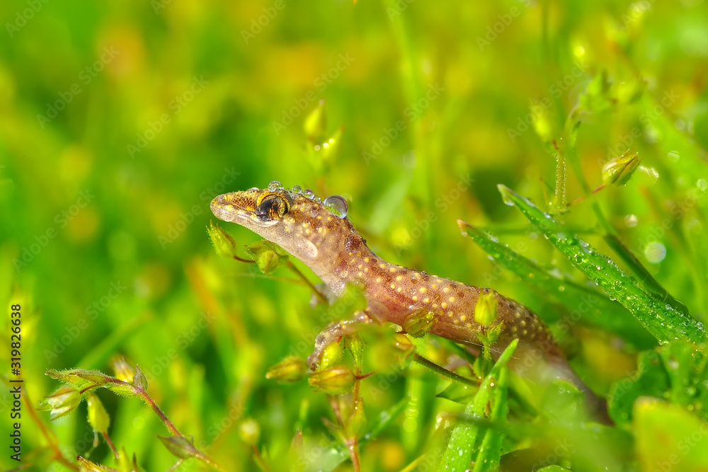 Closeup  Beautiful gecko in the garden