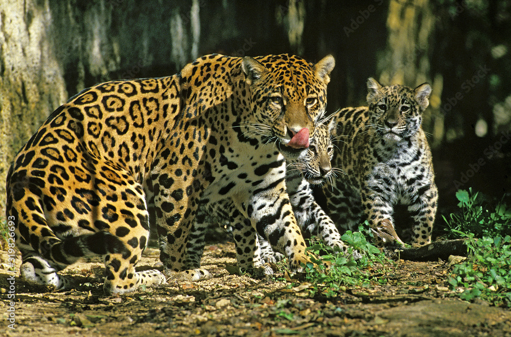 Naklejka premium JAGUAR panthera onca