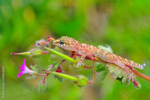Closeup Beautiful gecko in the garden