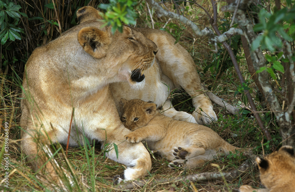 LION D'AFRIQUE panthera leo LION D'AFRIQUE panthera leo