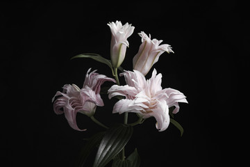 Beautiful fresh lily flowers on black background. Floral card design with dark vintage effect