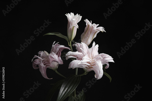 Beautiful fresh lily flowers on black background. Floral card design with dark vintage effect