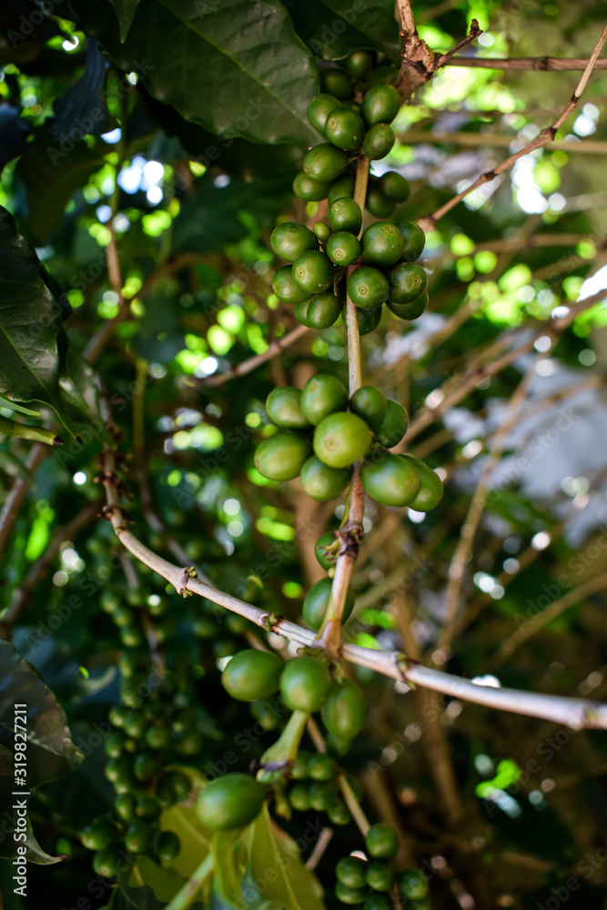 Cacho verde de café arábico na natureza