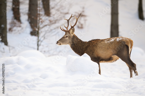 Beautiful red deer, cervus elaphus, observing the white surroundings. Forest creature with snowflakes on its back. Wild adult animal with antlers on a walk in wintertime.