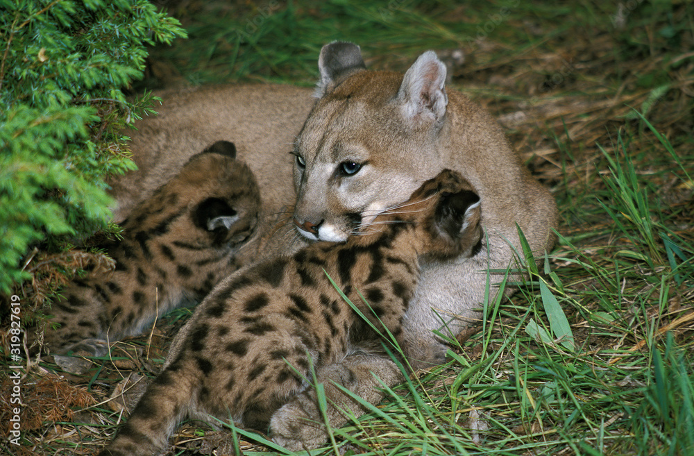 Obraz premium PUMA puma concolor