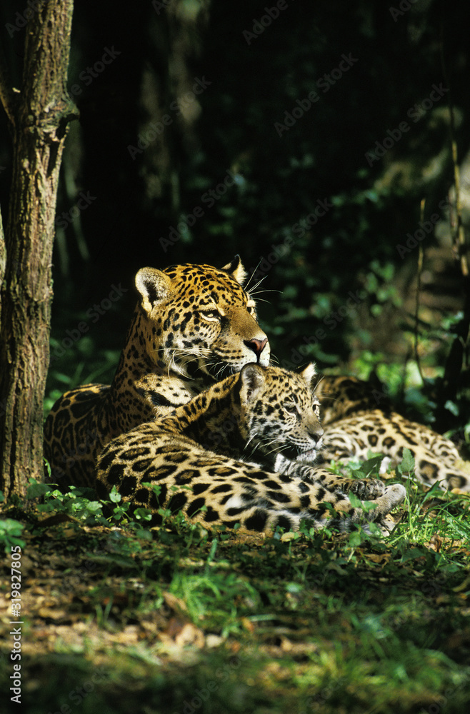 Naklejka premium JAGUAR panthera onca