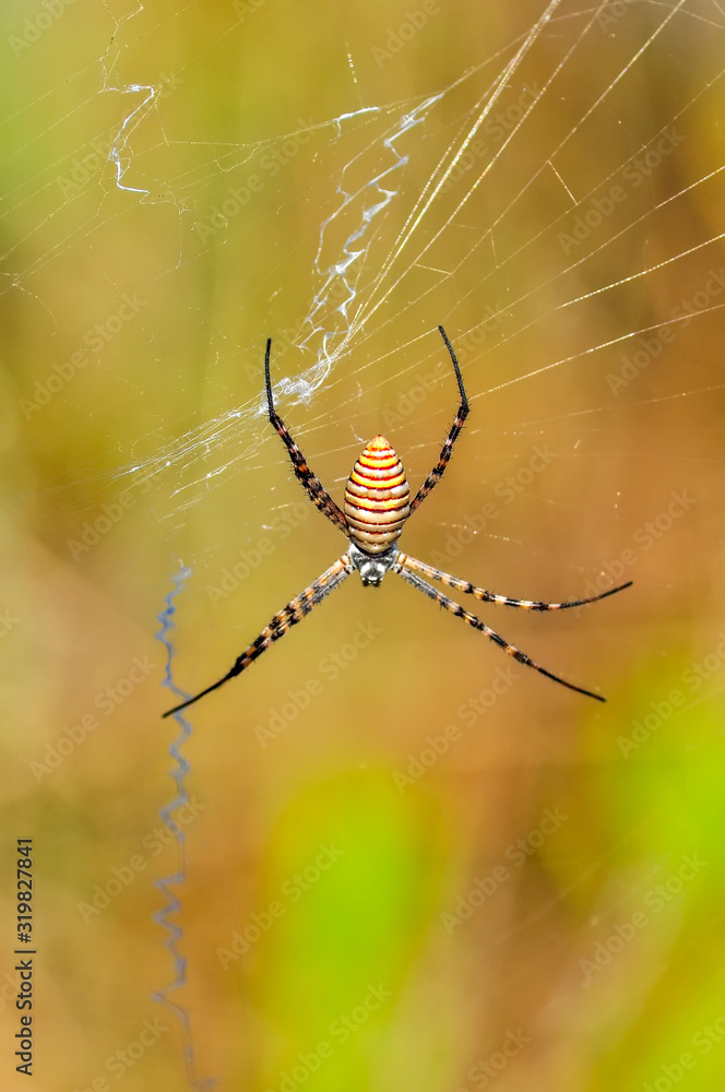 Beautiful spider on a spider web Beautiful spider on a spider web